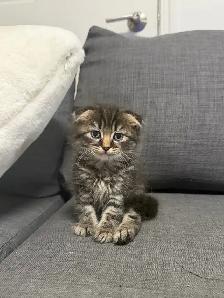 Ragdoll × Scottish Fold Kitten — Looking for a Loving Home - Photo 2