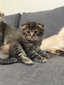 Ragdoll × Scottish Fold Kitten — Looking for a Loving Home - Photo 4
