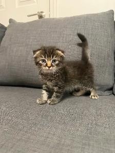 Ragdoll × Scottish Fold Kitten — Looking for a Loving Home - Photo 5