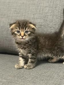 Ragdoll × Scottish Fold Kitten — Looking for a Loving Home - Photo 6