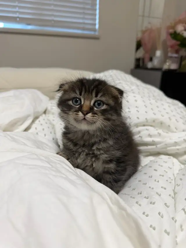 Ragdoll × Scottish Fold Kitten — Looking for a Loving Home