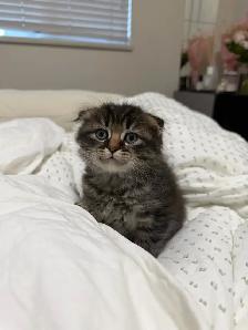 Ragdoll × Scottish Fold Kitten — Looking for a Loving Home