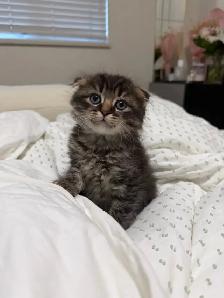 Ragdoll × Scottish Fold Kitten — Looking for a Loving Home - Photo 2