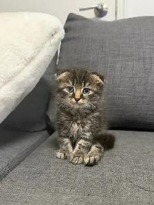 Ragdoll × Scottish Fold Kitten — Looking for a Loving Home - Photo 3