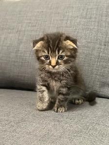Ragdoll × Scottish Fold Kitten — Looking for a Loving Home - Photo 5