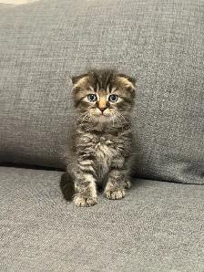 Ragdoll × Scottish Fold Kitten — Looking for a Loving Home - Photo 6