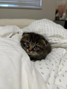 Ragdoll × Scottish Fold Kitten — Looking for a Loving Home - Photo 8