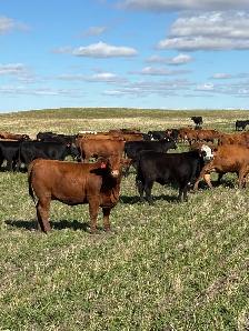 January Calving Heifers