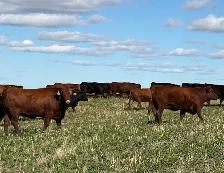 January Calving Heifers - Photo 2
