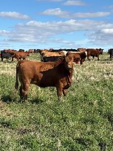 January Calving Heifers - Photo 3