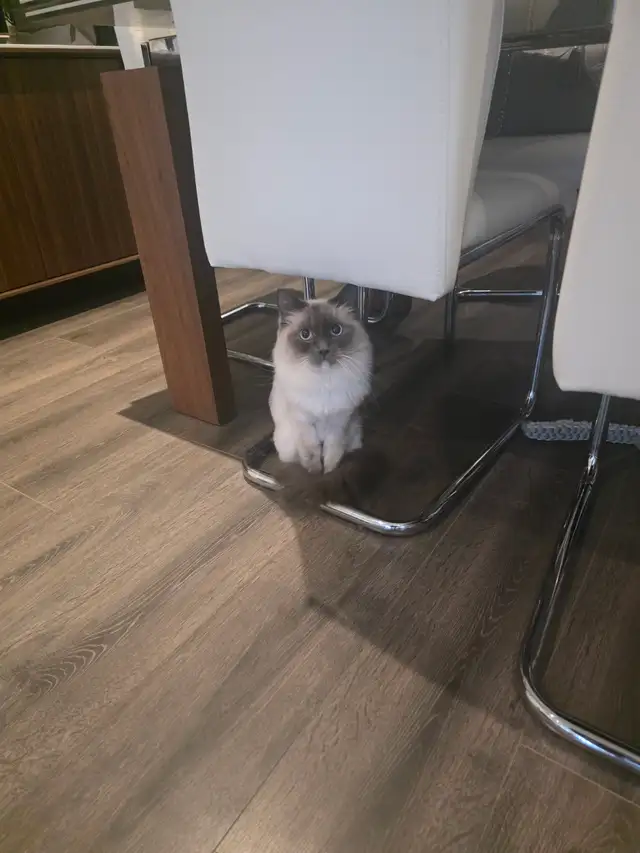 Adorable ragdoll 5yrs old female
