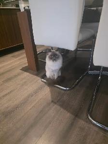 Adorable ragdoll 5yrs old female