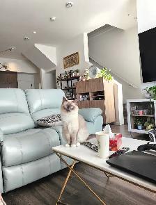 Adorable ragdoll 5yrs old female - Photo 2