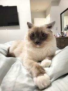 Adorable ragdoll 5yrs old female - Photo 3