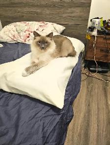 Adorable ragdoll 5yrs old female - Photo 4