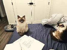 Adorable ragdoll 5yrs old female - Photo 5