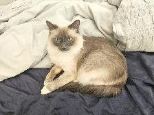 Adorable ragdoll 5yrs old female - Photo 6