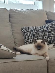 Adorable ragdoll 5yrs old female - Photo 7