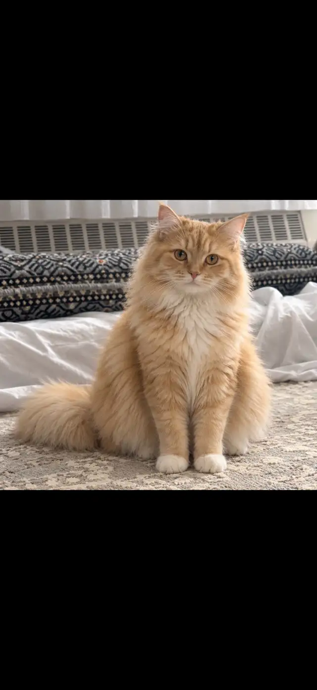 Persian cat