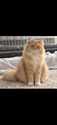 Persian cat