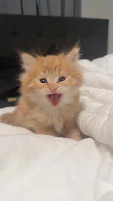 Persian cat - Photo 3