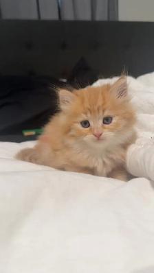 Persian cat - Photo 4