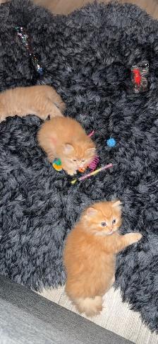 Persian cat - Photo 5