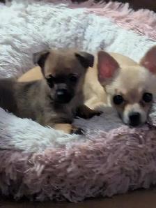 Bb chihuahua pure race
