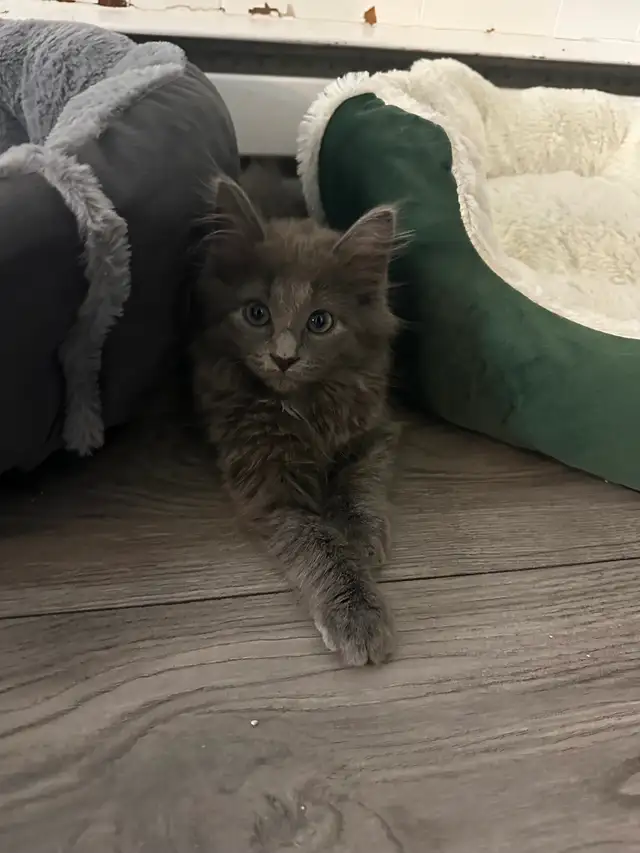 Bb chaton femelle