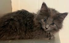 Bb chaton femelle - Photo 2