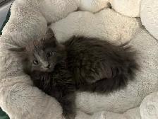 Bb chaton femelle - Photo 5