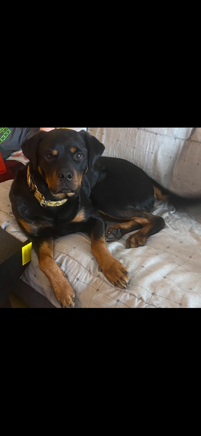 American Rottweiler
