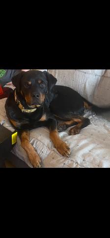 American Rottweiler