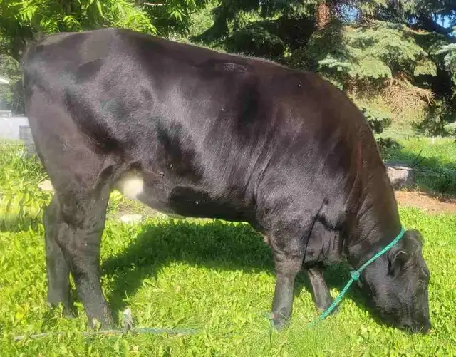 Bred Angus/ Holstein Heifer
