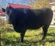 Bred Angus/ Holstein Heifer - Photo 2