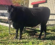 Bred Angus/ Holstein Heifer - Photo 3