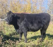 Bred Angus/ Holstein Heifer - Photo 4