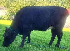 Bred Angus/ Holstein Heifer - Photo 5