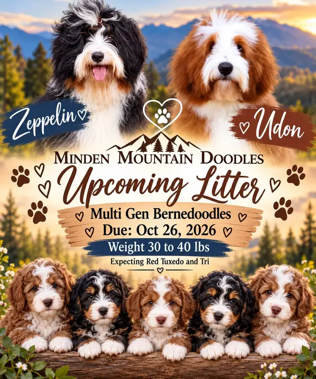 Upcoming Fall Litters