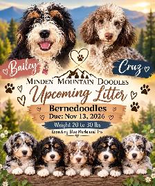 Upcoming Fall Litters - Photo 2