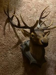 Deer Head Wall Mount - Photo 2