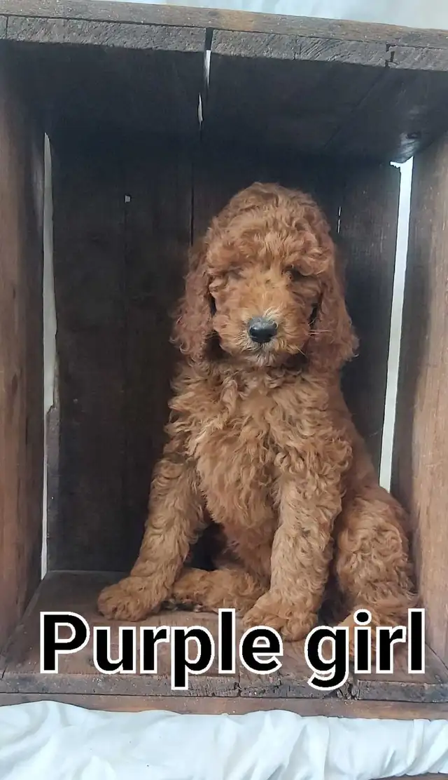 Stunning Red Standard Poodles, Ready to Go