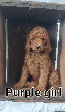 Stunning Red Standard Poodles, Ready to Go