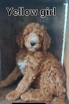 Stunning Red Standard Poodles, Ready to Go - Photo 2