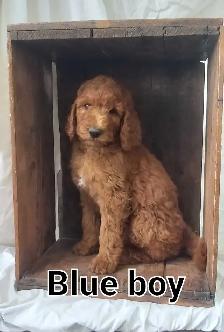 Stunning Red Standard Poodles, Ready to Go - Photo 3