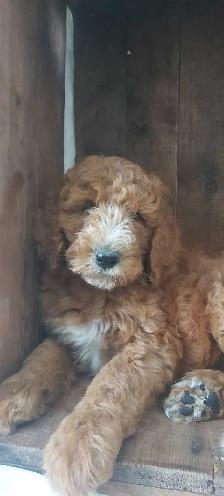 Stunning Red Standard Poodles, Ready to Go - Photo 4