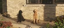 Stunning Red Standard Poodles, Ready to Go - Photo 6