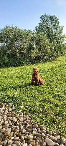 Stunning Red Standard Poodles, Ready to Go - Photo 7