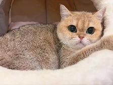 @@ British shorthair silver / golden shaded cat / kittens @@ - Photo 8