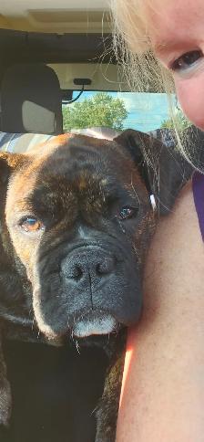 Bulldog anglais old - Photo 2